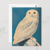 アークティックフクロウヴィンテージ ポストカード (正面/裏面)