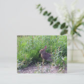 アークティックヘア ポストカード (スタンド正面)