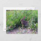 アークティックヘア ポストカード (正面/裏面)