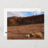 アーチスリックロックと夕べプリムローズランドスケープ ポストカード (正面/裏面)