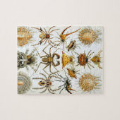 アーチニds by Ernst Haeckel、ヴィンテージ・スパイダーズ ジグソーパズル (横)