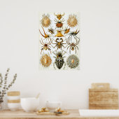 アーチニds by Ernst Haeckel、ヴィンテージ・スパイダーズ ポスター (キッチン)