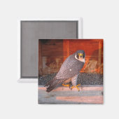 アーチャーマグネット マグネット (正面/裏面)