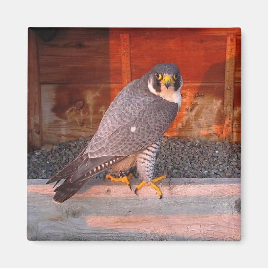 アーチャーマグネット マグネット (正面)