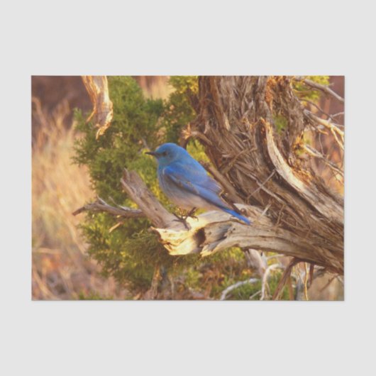アーチーズ国立公園のルーテイコウチョウ 薄葉紙 (正面)