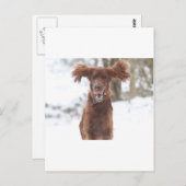 アーチーII ポストカード (正面/裏面)