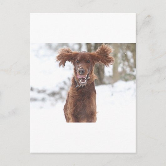 アーチーII ポストカード (正面)