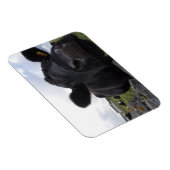 アーツカウマグネット マグネット (右側)