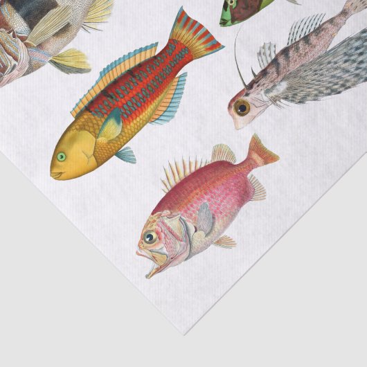 アーティストインプレッション海シーライフ魚種 薄葉紙 (詳細)