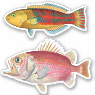 アーティストインプレッション熱帯魚イラストレーションビニル シール