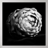 アーティチョーククローズアップ白黒フォト ポスター (正面)