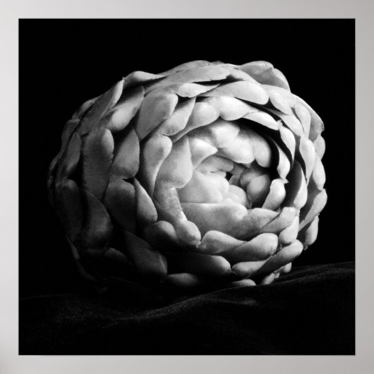 アーティチョーククローズアップ白黒フォト ポスター (正面)
