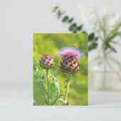 アーティチョークチスル ポストカード (スタンド正面)