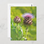 アーティチョークチスル ポストカード (正面/裏面)