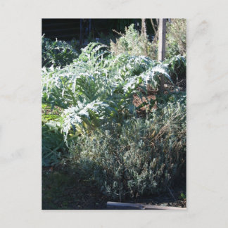 アーティチョーク及びラベンダー葉書 ポストカード