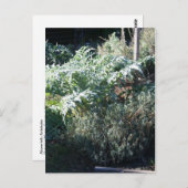 アーティチョーク及びラベンダー葉書 ポストカード (正面/裏面)