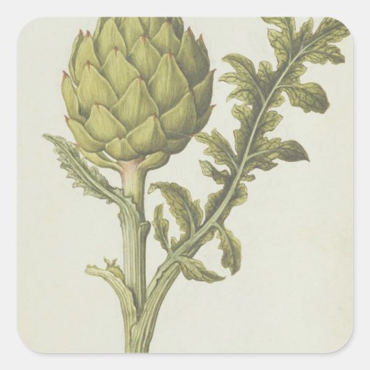 アーティチョーク： Cynara scolymus, c.1568 スクエアシール (正面)