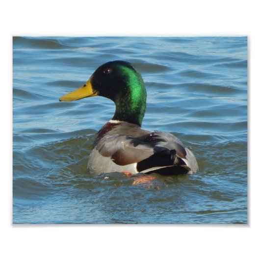 アートプリント: Mallard Duck フォトプリント (正面)