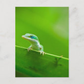 アート写真に出会うグリーンアノール・リザード ポストカード (正面)