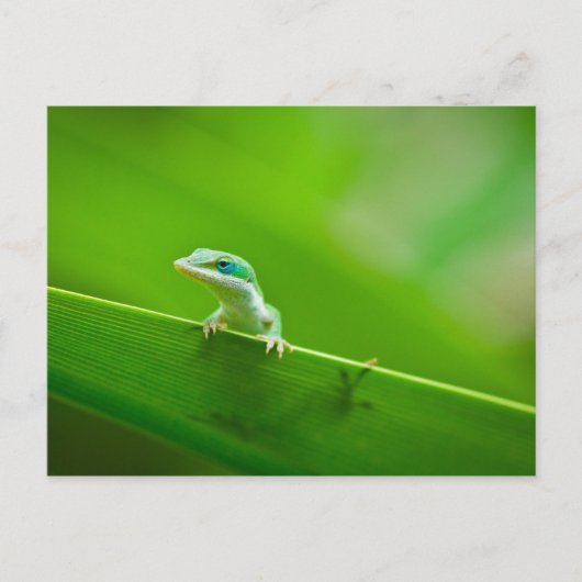 アート写真に出会うグリーンアノール・リザード ポストカード (正面)