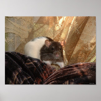 アードバルクのポスター ポスター