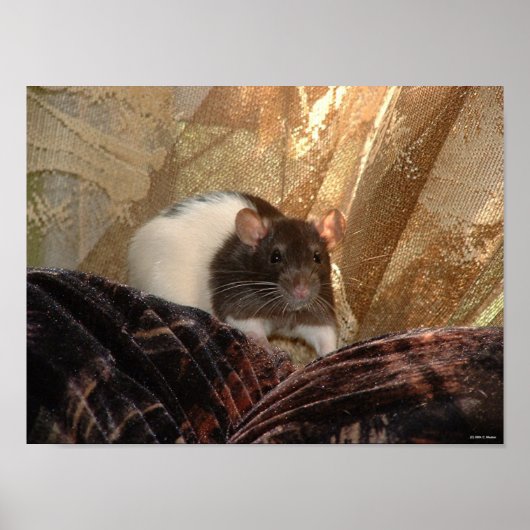 アードバルクのポスター ポスター (正面)