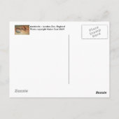 アードバークスはがき ポストカード (裏面)