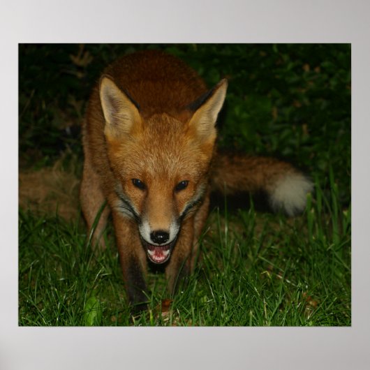 アーバンキツネ ポスター (正面)