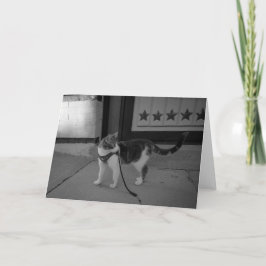 アーバンキャットビーズノーテカード 案内状