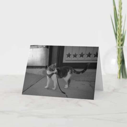 アーバンキャットビーズノーテカード 案内状 (正面)