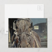 アーミッシュの馬車の馬 ポストカード (正面/裏面)