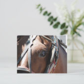 アーミッシュの馬 ポストカード (スタンド正面)