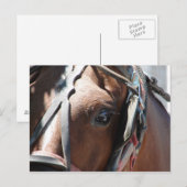 アーミッシュの馬 ポストカード (正面/裏面)