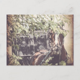 アーミッシュを待つ馬 ポストカード