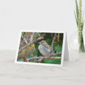 アーモンドの木の幼稚園 カード (正面)