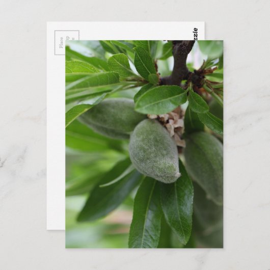 アーモンドの木の緑の果実 ポストカード (正面/裏面)