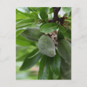 アーモンドの木の緑の果実 ポストカード (正面)