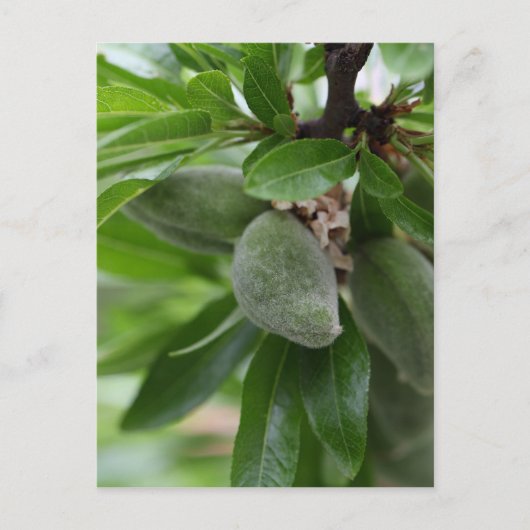 アーモンドの木の緑の果実 ポストカード (正面)