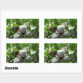 アーモンドの木の緑の果実 長方形シール (シート)