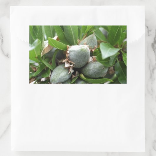 アーモンドの木の緑の果実 長方形シール (バッグ)