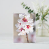 アーモンドの木の花 ポストカード (スタンド正面)