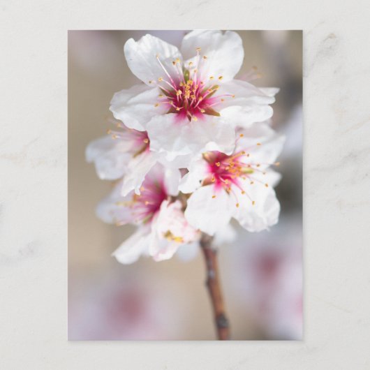 アーモンドの木の花 ポストカード (正面)