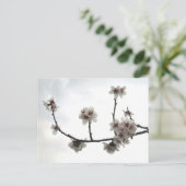 アーモンドの木 ポストカード (スタンド正面)