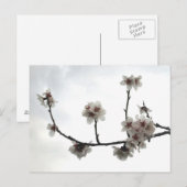 アーモンドの木 ポストカード (正面/裏面)