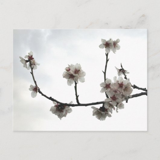 アーモンドの木 ポストカード (正面)