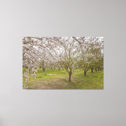 アーモンドの花 キャンバスプリント (正面)