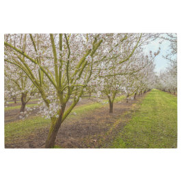 アーモンドの花 メタルプリント