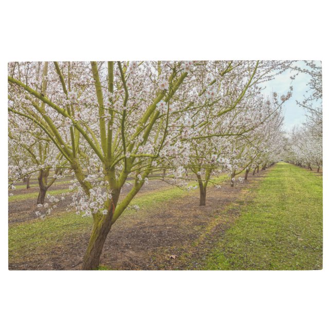 アーモンドの花 メタルプリント (正面)
