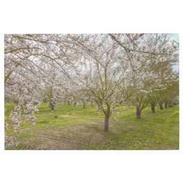 アーモンドの花 メタルプリント