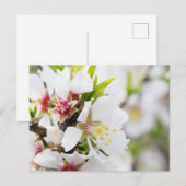 アーモンドの開花 ポストカード (正面/裏面)